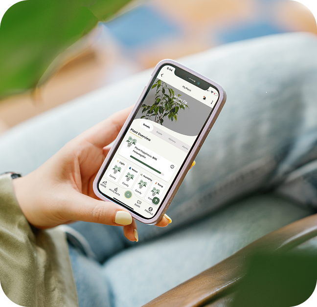 Female hand holding a phone with Willow App open