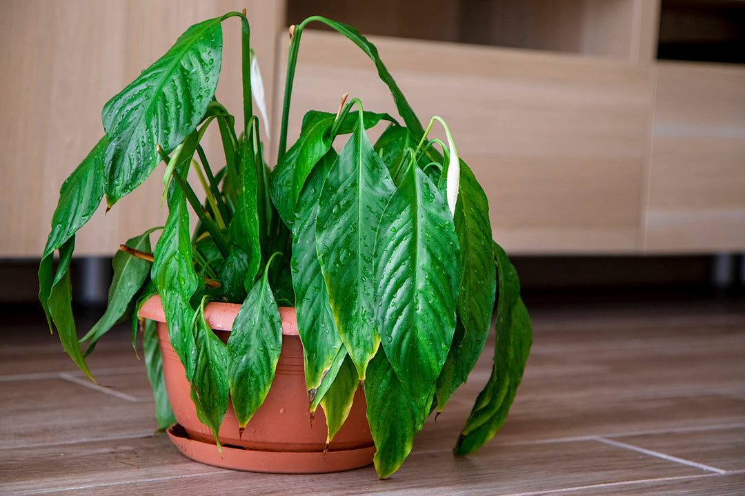 Droopy peace lily
