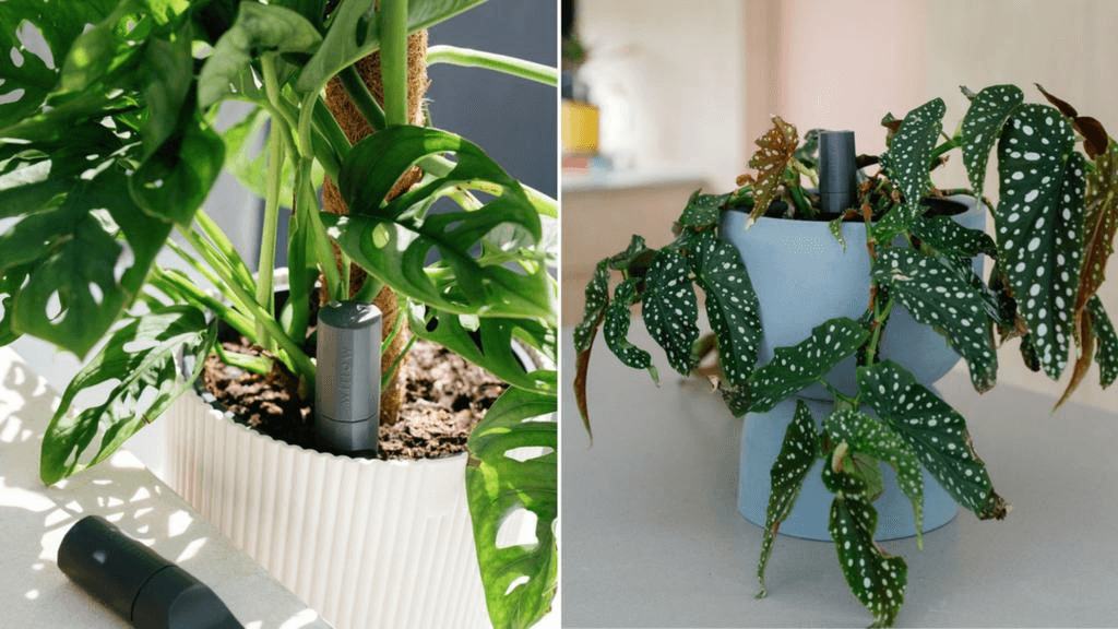 Charcoal Willow Sensors in a potted Polka Dot Begonia and Monkey Mask Monstera