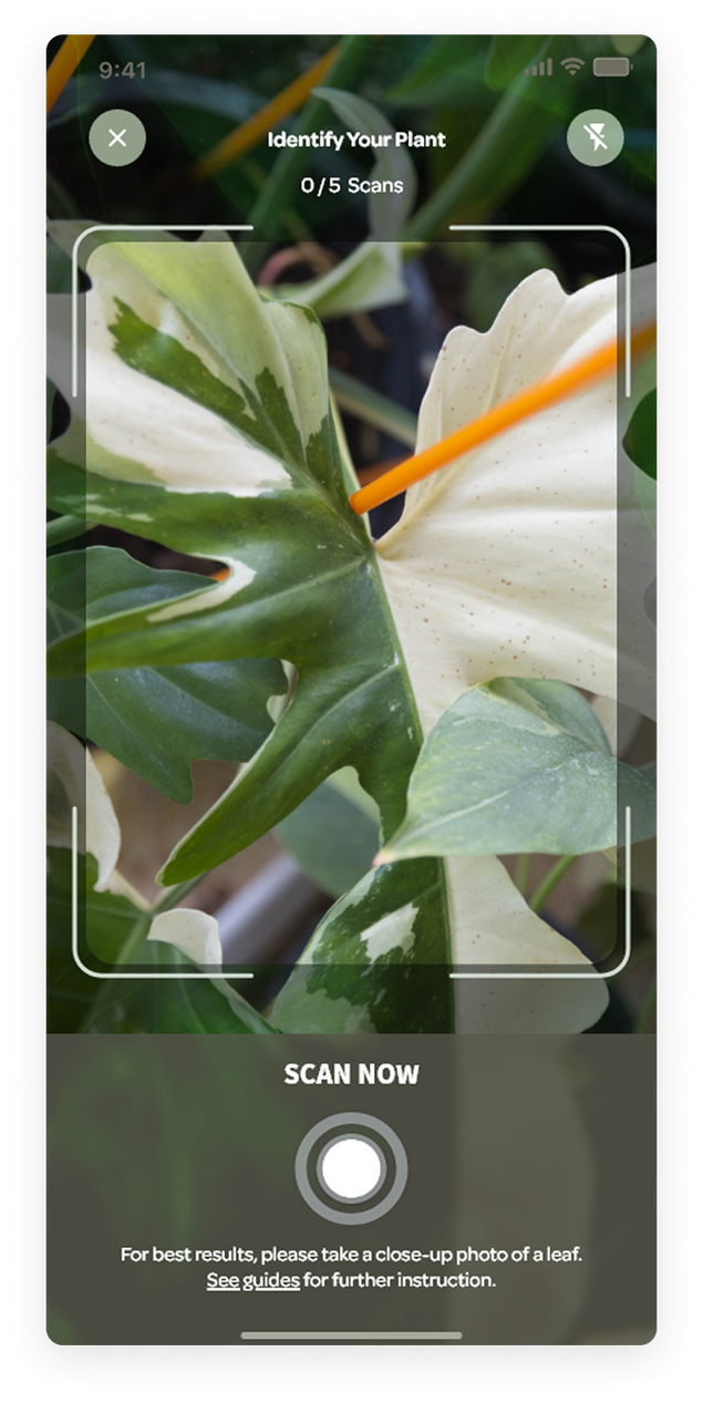 Plant identification by a photo in Willow App 