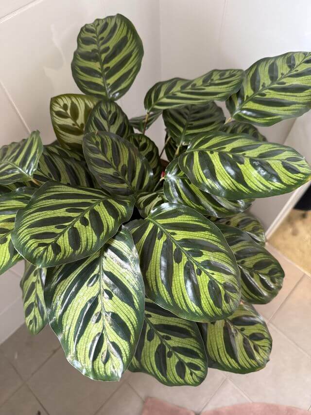 large vibrant Calathea makoyana