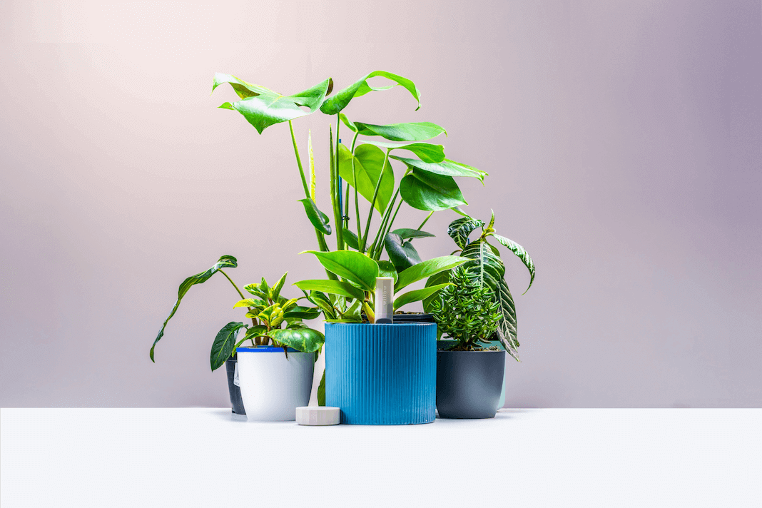 A collection of potted houseplants with a Willow prototype