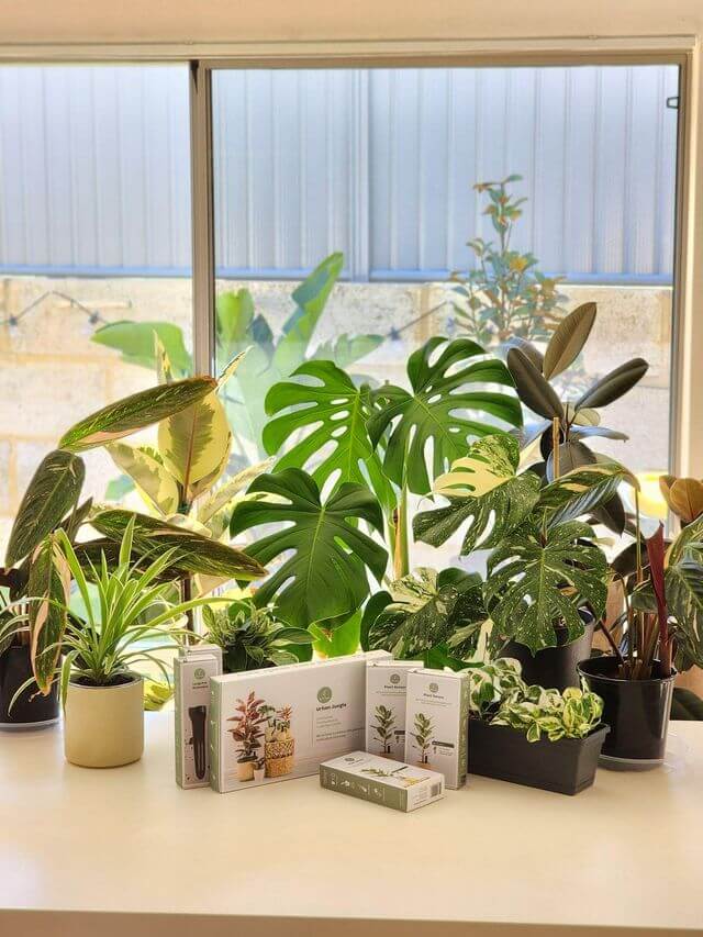 Willow products sitting in front of a collection of healthy houseplants such as a monstera, ficus and snake plant 