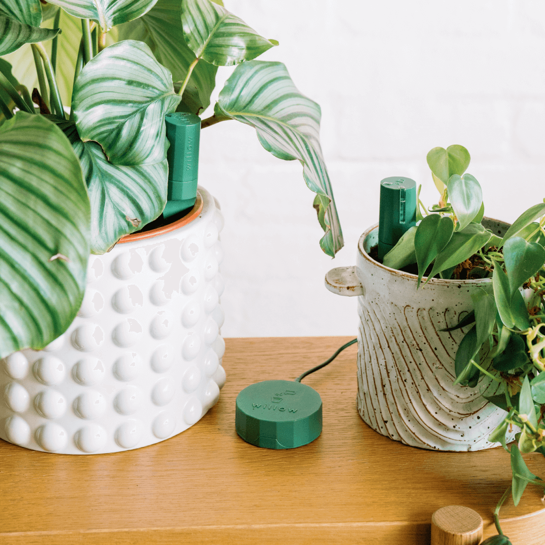 Moss Willow Sensors in a potted calathea and heartleaf philodendron sitting next to a Moss Willow Hub