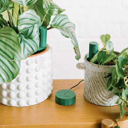 Moss Willow Sensors in a potted calathea and heartleaf philodendron sitting next to a Moss Willow Hub