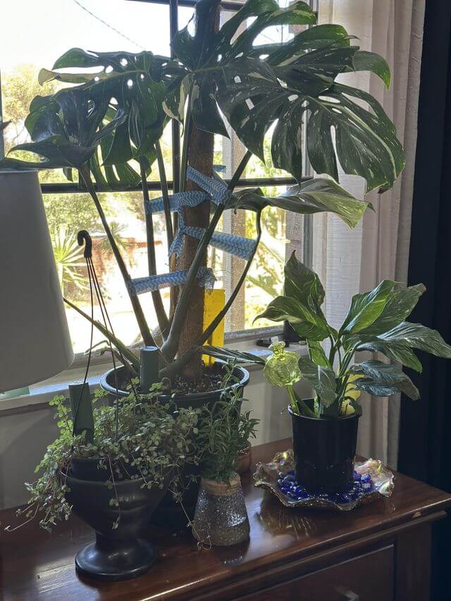 Moss Willow Sensor in a healthy Monstera Thai Constellation 