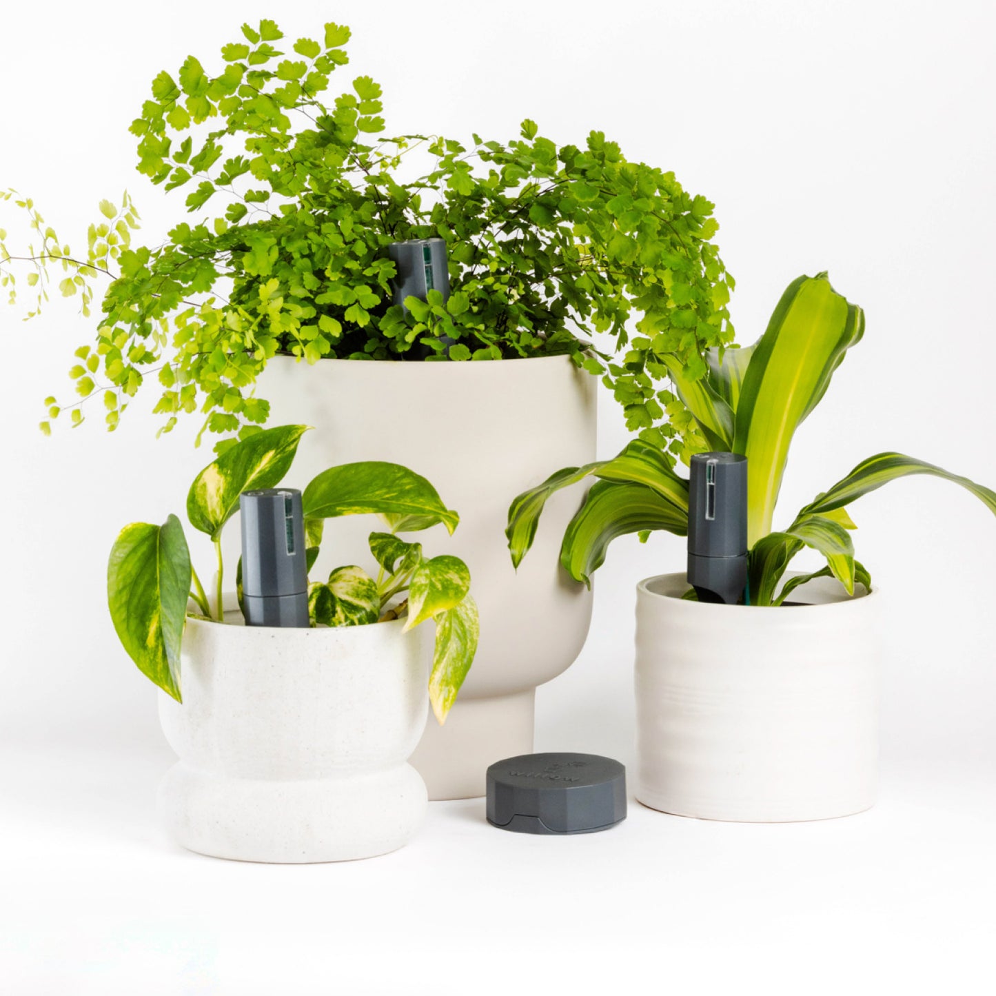 Plant Parent