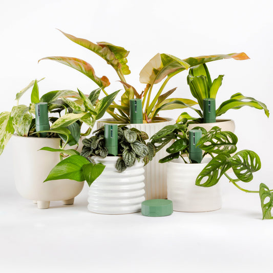 Urban Jungle