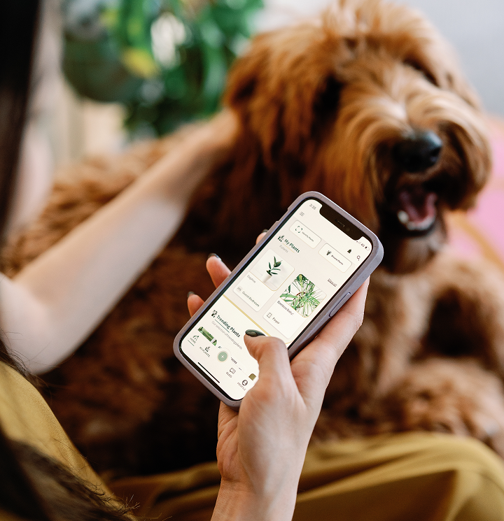 Lady sitting next to her dog scrolling the Willow App